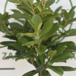 Vavrínovec lekársky (Prunus laurocerasus) ´NOVITA´ - výška 100-130 cm, kont. C5L (-21°C) NA KMIENKU